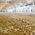 مشاوره راه اندازی مدیریت فارم صفر تا صد پرورش مرغ گوشتی